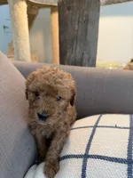 Amber, a female Goldendoodle for sale in Taos, NM – 7 of 10