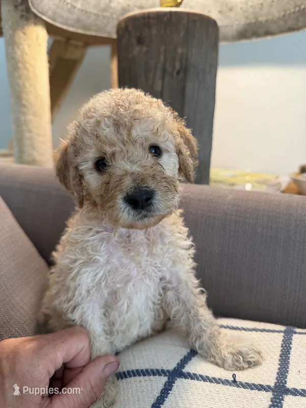 Teddy – Goldendoodle puppy for sale in Taos, NM