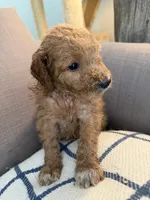 Lilly, a female Goldendoodle for sale in Taos, NM – 8 of 10