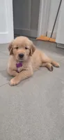 Layla, a female Golden Retriever for sale in Miami, FL – 2 of 4