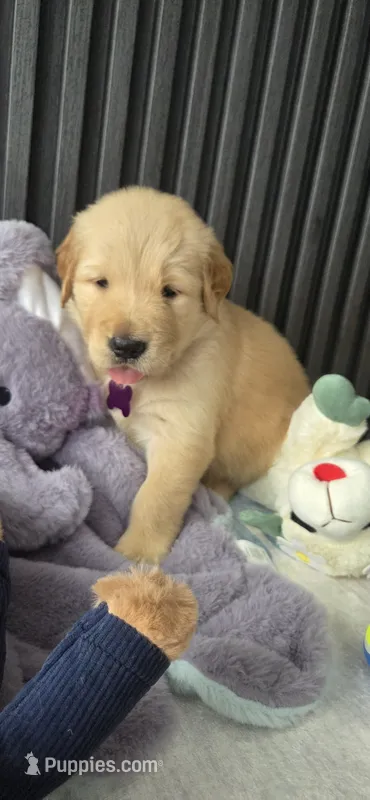 Pink – Golden Retriever puppy for sale in Miami, FL