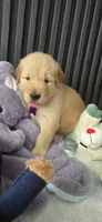 Pink, a female Golden Retriever for sale in Miami, FL – 1 of 2