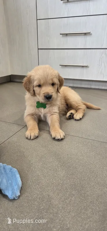 Lyle  – Golden Retriever puppy for sale in Miami, FL