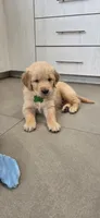 Lyle , a male Golden Retriever for sale in Miami, FL – 1 of 2
