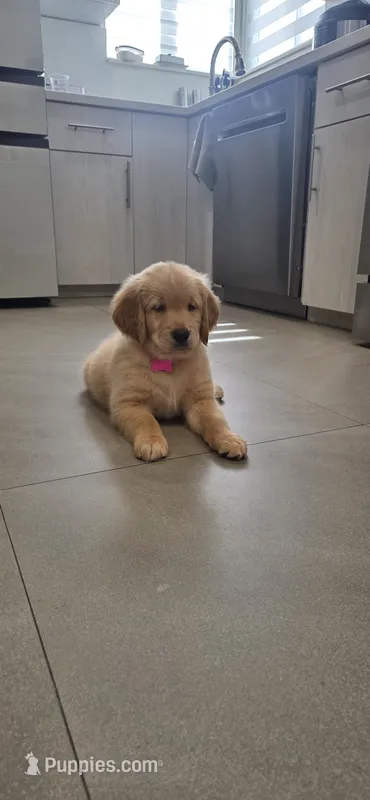 Nala – Golden Retriever puppy for sale in Miami, FL