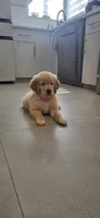 Nala, a female Golden Retriever for sale in Miami, FL – 1 of 2