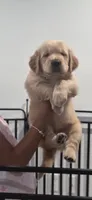 Nala, a female Golden Retriever for sale in Miami, FL – 2 of 2