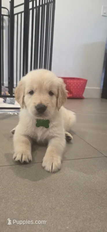 Liam – Golden Retriever puppy for sale in Miami, FL