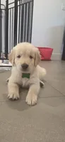 Liam, a male Golden Retriever for sale in Miami, FL – 1 of 1