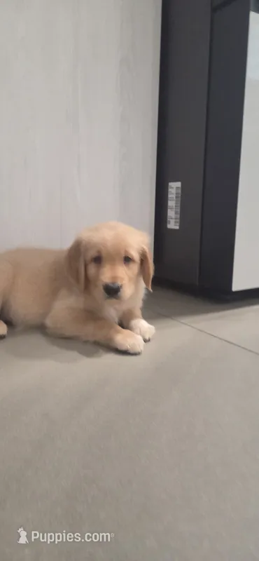 Leo – Golden Retriever puppy for sale in Miami, FL
