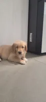 Leo, a male Golden Retriever for sale in Miami, FL – 1 of 1