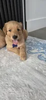 Blue, a male Golden Retriever for sale in Miami, FL – 2 of 2