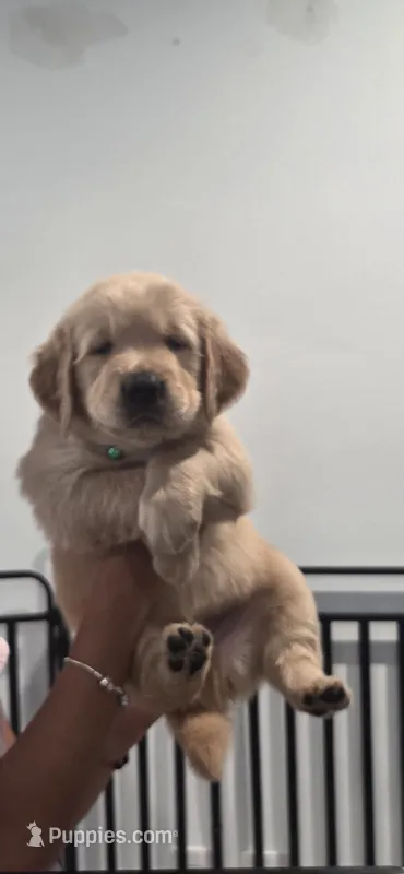 Bruno – Golden Retriever puppy for sale in Miami, FL