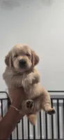Bruno, a male Golden Retriever for sale in Miami, FL – 1 of 2