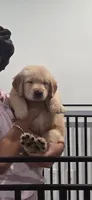 Bruno, a male Golden Retriever for sale in Miami, FL – 2 of 2