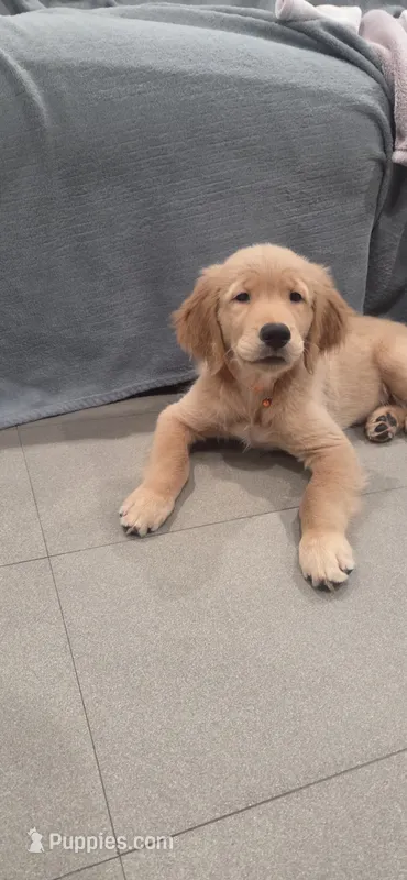 Nala – Golden Retriever puppy for sale in Miami, FL