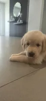 Blue, a male Golden Retriever for sale in Miami, FL – 3 of 3