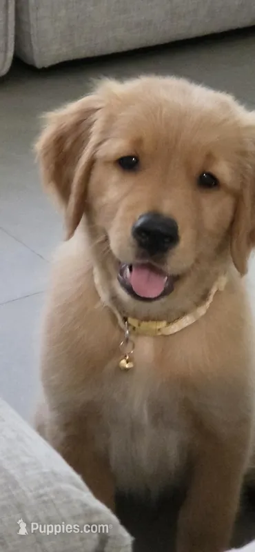 Pink – Golden Retriever puppy for sale in Miami, FL