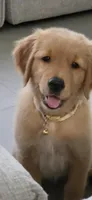 Pink, a female Golden Retriever for sale in Miami, FL – 1 of 1