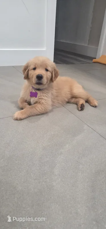 Nala – Golden Retriever puppy for sale in Miami, FL