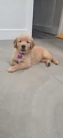 Layla, a female Golden Retriever for sale in Miami, FL – 1 of 4