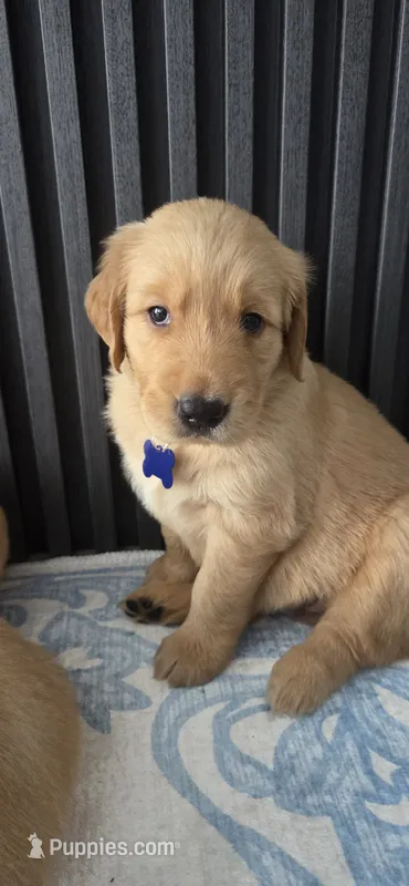 Blue – Golden Retriever puppy for sale in Miami, FL