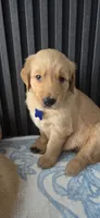 Blue, a male Golden Retriever for sale in Miami, FL – 1 of 2
