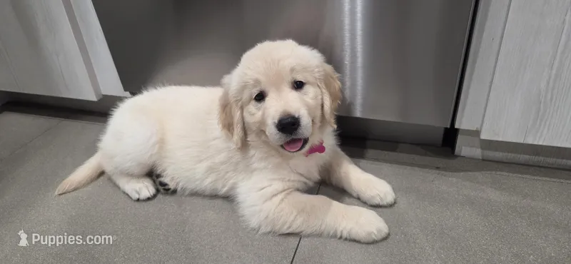 Nala – Golden Retriever puppy for sale in Miami, FL