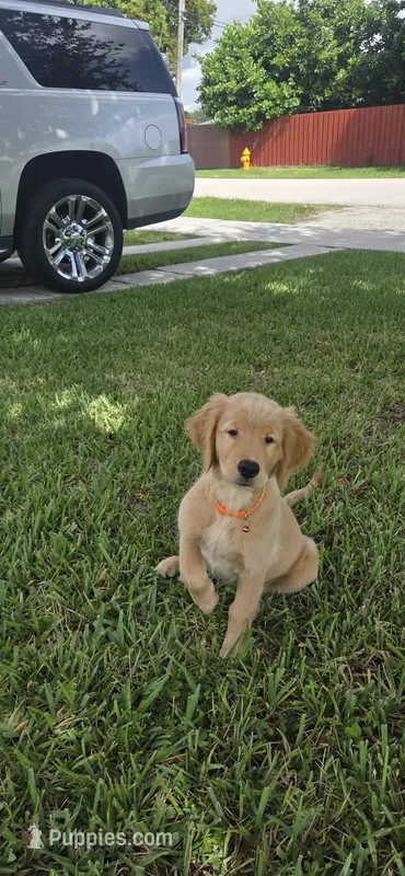 Luna – Golden Retriever puppy for sale in Miami, FL