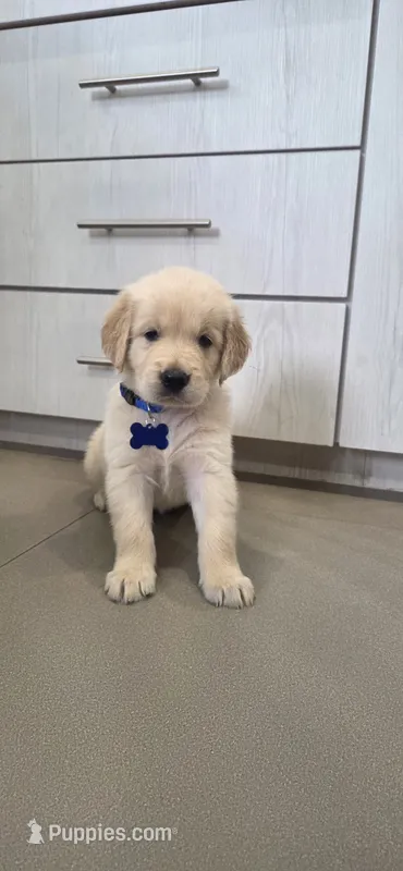 Coco – Golden Retriever, English Cream Golden Retriever puppy for sale in Miami, FL
