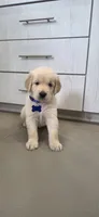 Coco, a male Golden Retriever and English Cream Golden Retriever for sale in Miami, FL – 1 of 1