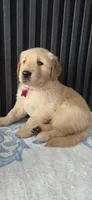 Pink, a female Golden Retriever for sale in Miami, FL – 2 of 2