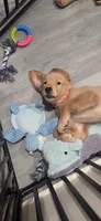 Luna, a female Golden Retriever for sale in Miami, FL – 2 of 2