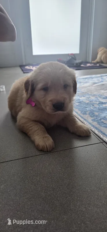 Lia – Golden Retriever puppy for sale in Miami, FL
