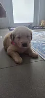 Lia, a female Golden Retriever for sale in Miami, FL – 1 of 1