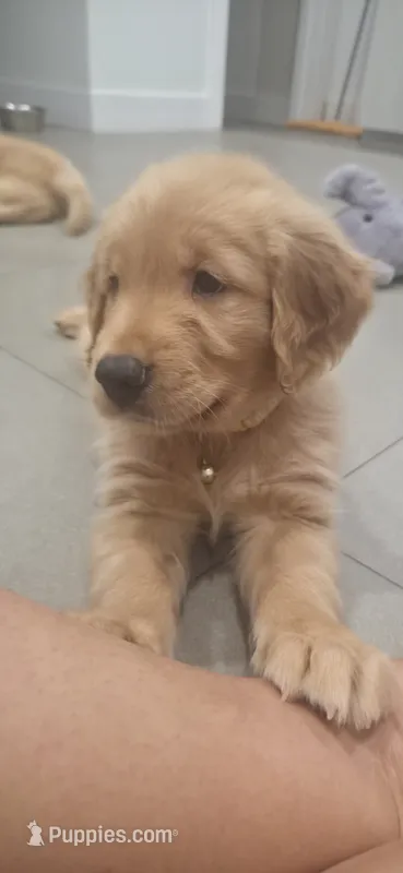 Pink – Golden Retriever puppy for sale in Miami, FL