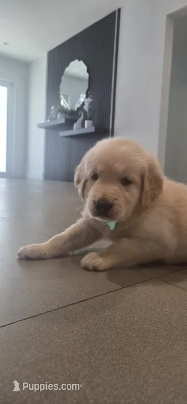 Blue – Golden Retriever puppy for sale in Miami, FL