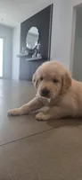 Blue, a male Golden Retriever for sale in Miami, FL – 1 of 3