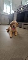Nala, a female Golden Retriever for sale in Miami, FL – 2 of 2