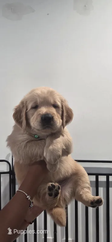 Nala – Golden Retriever puppy for sale in Miami, FL