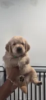 Nala, a female Golden Retriever for sale in Miami, FL – 1 of 2