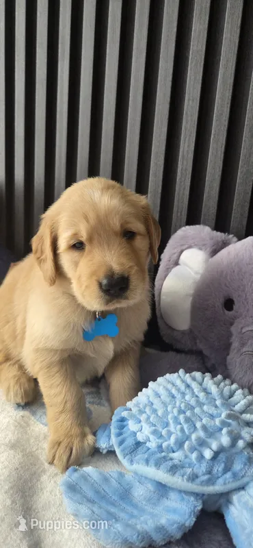 Leo – Golden Retriever puppy for sale in Miami, FL