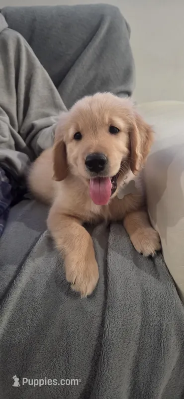 Blue – Golden Retriever puppy for sale in Miami, FL