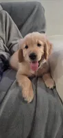Blue, a male Golden Retriever for sale in Miami, FL – 1 of 1