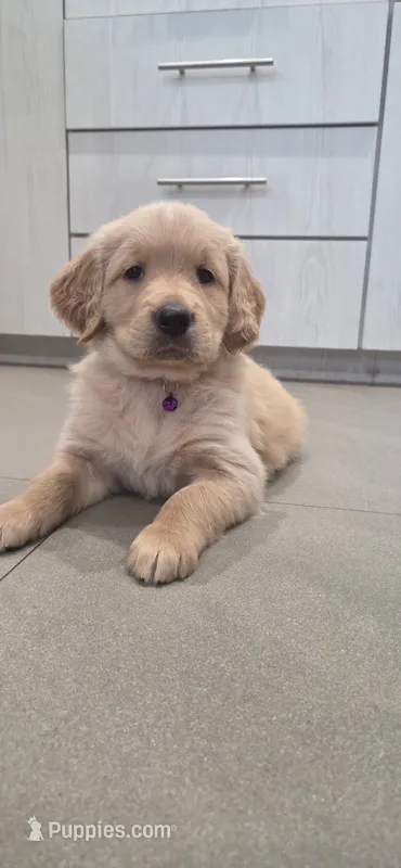 Luna – Golden Retriever puppy for sale in Miami, FL
