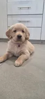Luna, a female Golden Retriever for sale in Miami, FL – 1 of 1