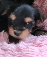 BO, a male Yorkshire Terrier for sale in Yakima, WA – Photo 3 of 6