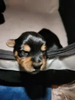 BO, a male Yorkshire Terrier for sale in Yakima, WA – Photo 2 of 6