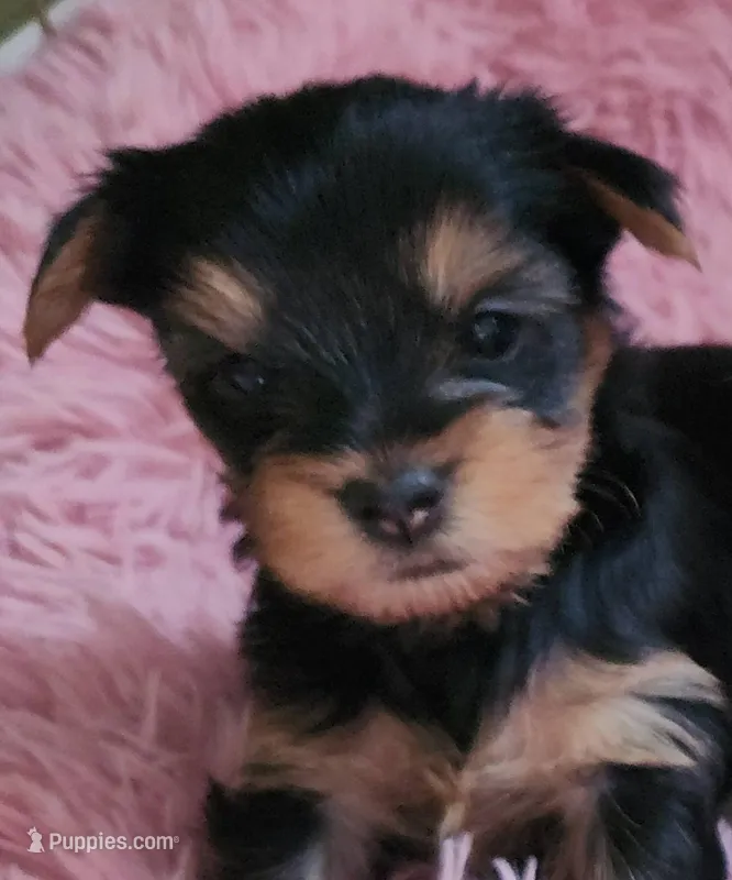 BO – Yorkshire Terrier puppy for sale in Yakima, WA