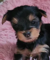 BO, a male Yorkshire Terrier for sale in Yakima, WA – Photo 1 of 6